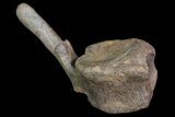 Hadrosaur Caudal Vertebra - Alberta (Disposition #-) #92783-2